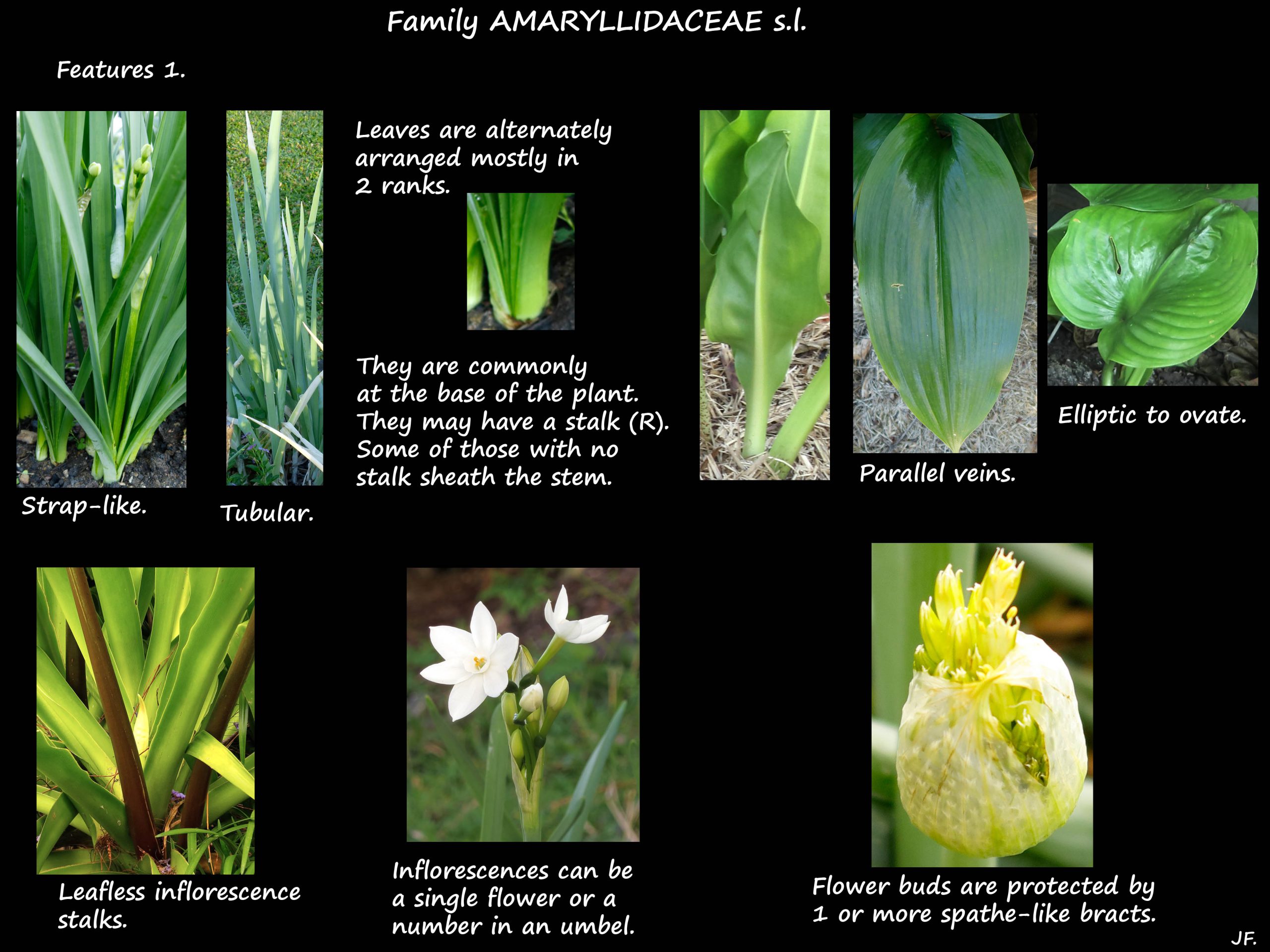 1 Amaryllidaceae leaves
